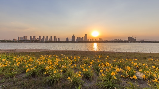 日照-夕阳-日落-萱草-城市 图片素材