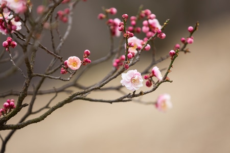 红梅-梅花-花朵-花-花卉 图片素材