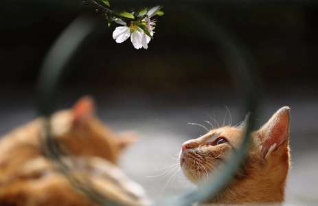 宠物-猫咪-猫咪-宠物-喵星人 图片素材