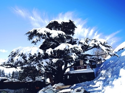 风光-自然-雪景-树-树木 图片素材
