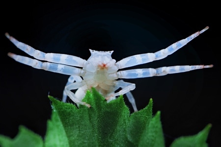 微距-昆虫-花-节肢动物-蟹蛛 图片素材