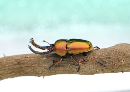 微距-昆虫-昆虫-甲虫-树干 图片素材