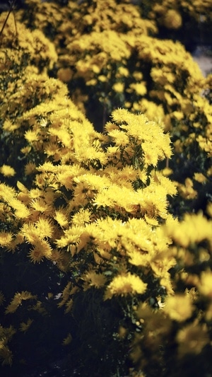 秋韵-花-菊花-黄花-花朵 图片素材