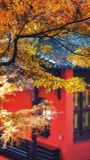 看你的城市-旅行-南京-秋韵-城市旅行者 图片素材