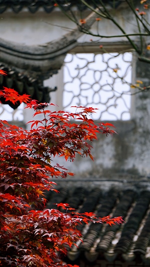 旅行-苏州园林-中国风-枫叶-红叶 图片素材