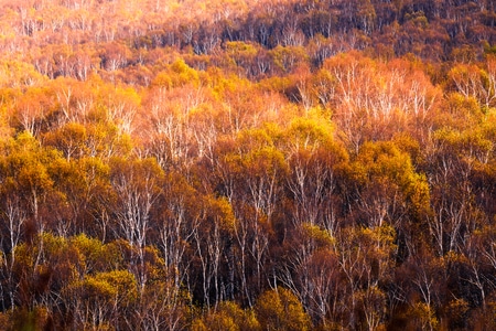 你好秋天-用心记录平淡真实的生活-秋-植物-风景 图片素材