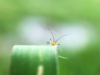 你好2020-昆虫总动员-昆虫-昆虫-蚜虫 图片素材