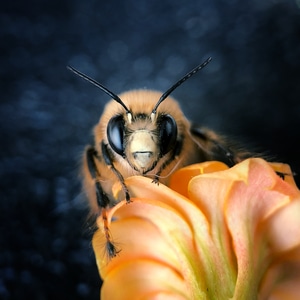 昆虫总动员-手机-昆虫-昆虫-蜜蜂 图片素材