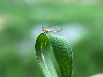 你好2020-昆虫总动员-昆虫-昆虫-蚜虫 图片素材