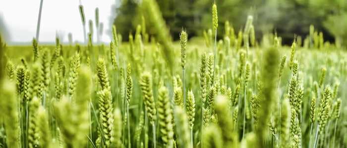 风景-植物-植物-麦子-小麦 图片素材