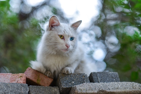 尼康-宠物摄影-动物-宠物-流浪猫 图片素材