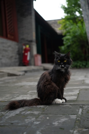 宠物摄影-动物-宠物-流浪猫-索尼 图片素材