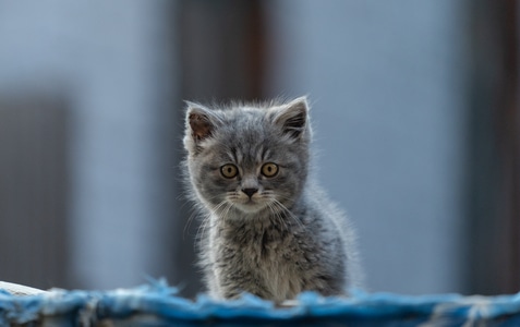 我的2019-宠物-索尼-索尼大法好-流浪猫 图片素材