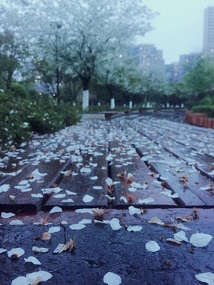 手机拍摄-梨花-带雨-落叶-缤纷 图片素材