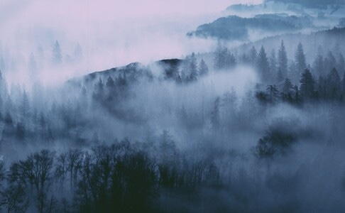 植物-薄雾-光-原创-记录美好 图片素材