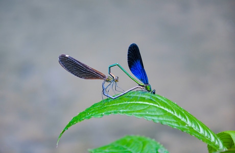 大自然-漂亮-形影不离-恩爱-蜻蜓目 图片素材