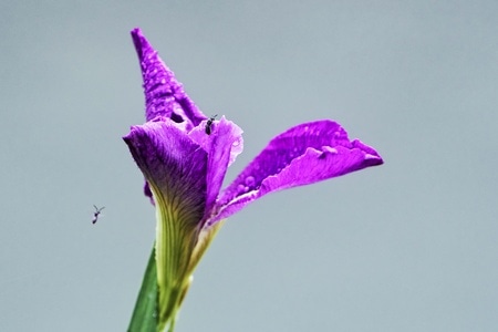 植物-鸢尾-鸢尾-花-花朵 图片素材