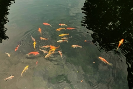 我要上封面-风光-园林-亲水-鱼 图片素材