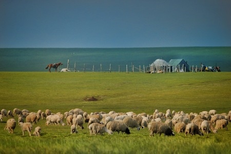 夏季-草原-羊群-家园-大角羊 图片素材