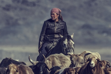 人像-新疆-女人-哈萨克族-狗拉雪橇 图片素材