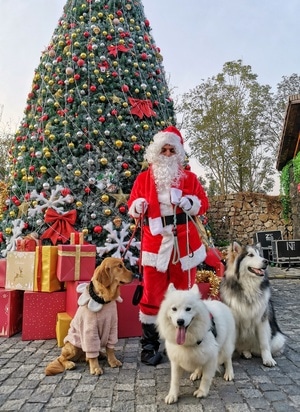 旅行-美-爱斯基摩犬-圣诞老人-狗 图片素材