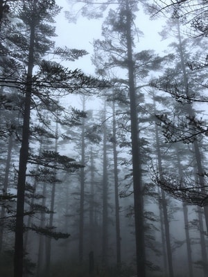 美-手机摄影-迷雾-树林-瓦屋山 图片素材