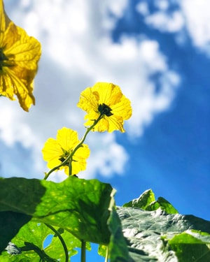 夏天-乡村-花-野花-植物 图片素材