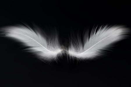 尘世烟火-艺术-羽毛-灵翼-对称 图片素材