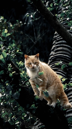 我的2019-风光-猫-黄猫-猫咪 图片素材