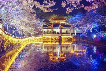 鼋头渚-夜樱-樱花-喷泉-鼋头渚 图片素材