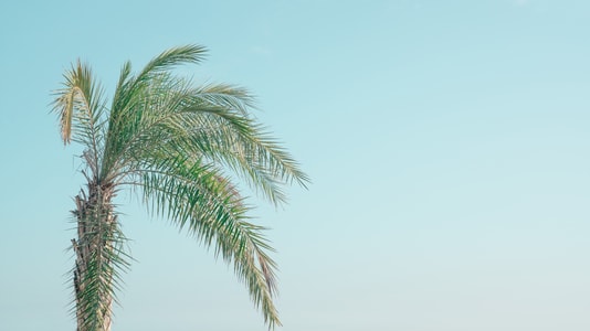 海边-夏-旅行-树-树木 图片素材