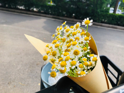 北京市-生活日常-治愈-洋甘菊-夏天 图片素材