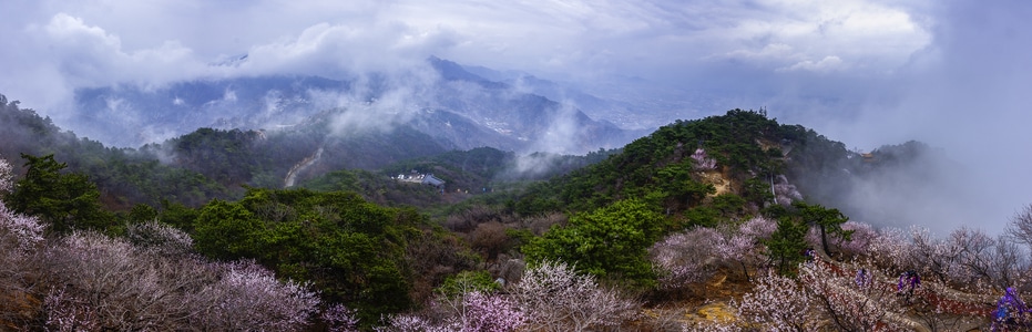 风景-风光-盘山-桃花-雨后 图片素材
