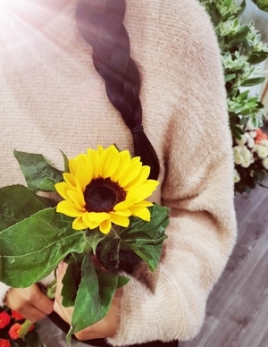 春秋-花-花朵-花卉-葵花 图片素材