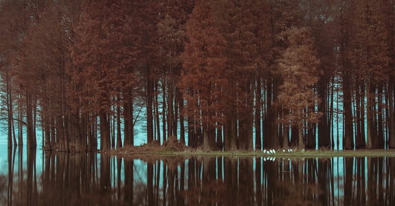 风光-水系-静谧-树-树木 图片素材