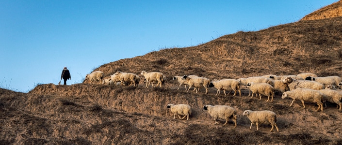 旅行-人物-动物-羊-羊群 图片素材