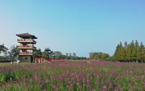 7日打卡挑战-花海-城市-每日一图成长计划-美景 图片素材