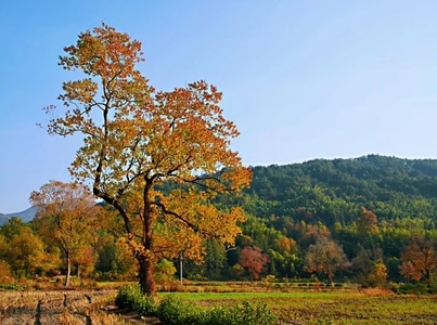 风景-美景-风光-秋色-秋 图片素材
