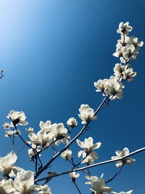 春天-花开-花-花朵-白花 图片素材