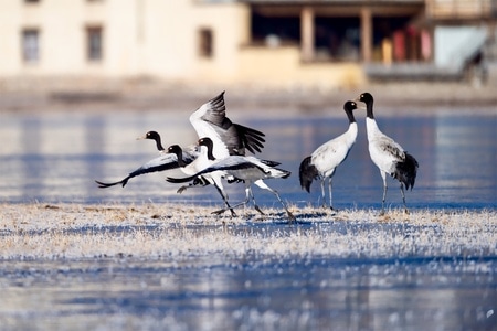 黑颈鹤-香格里拉-鸟-鸟类-动物 图片素材