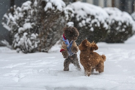 雪天-宠物-小狗-抓拍-宠物 图片素材