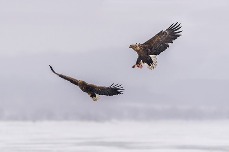 动物-抓拍-猛禽-鸟类-冬季 图片素材