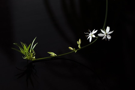 植物-花-花-花朵-花卉 图片素材