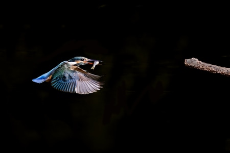 鸟类-动物-翅膀-抓拍-翠鸟 图片素材