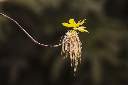 小而美-植物-树梢-发芽-植物 图片素材