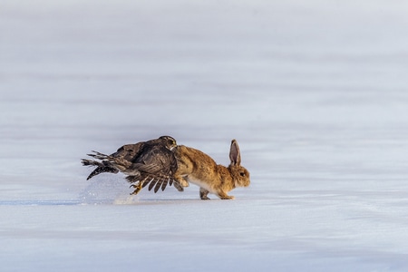 奔跑-猎食-追逐-猎鹰-野兔 图片素材