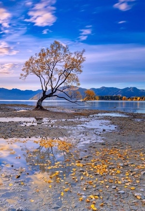 新西兰-风光-新西兰网红一棵树-树-树木 图片素材