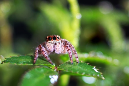 微观世界-跳蛛-跳蛛-蜘蛛-节肢动物 图片素材