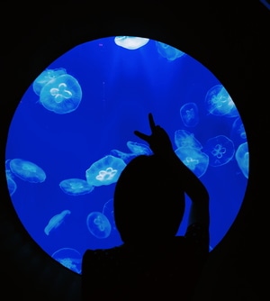 ＃透心凉-蓝色-海洋馆-夏天-海洋馆 图片素材