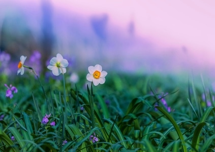 色彩-自然-花-花卉-植物 图片素材